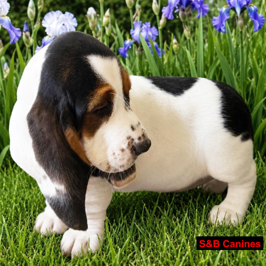 Puppy Image